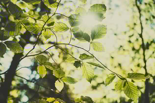 Green leaves and sunlight