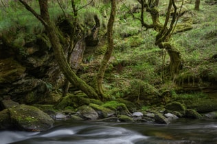 Elder Forest of Twisted Trees next to a River