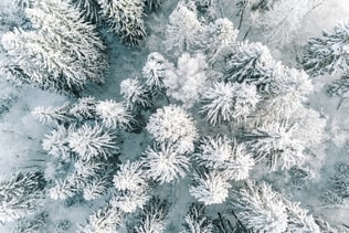Aerial view of winter forest covered with snow, view from above.