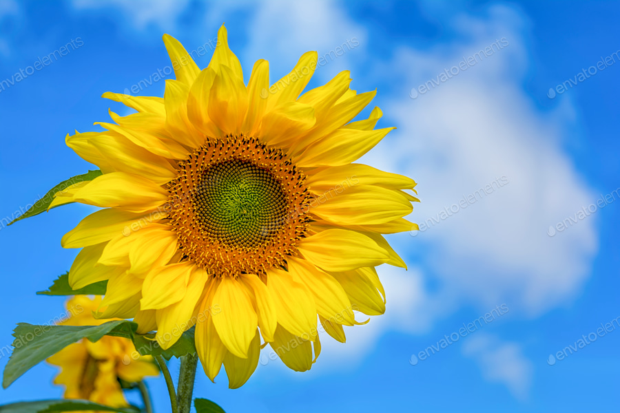 Cover for Sunflower over blue cloudy sky, copy space