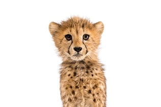three months old cheetah cub sitting, isolated on white