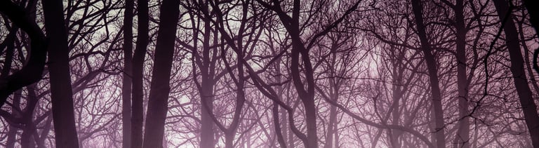 Misty forest in autumn