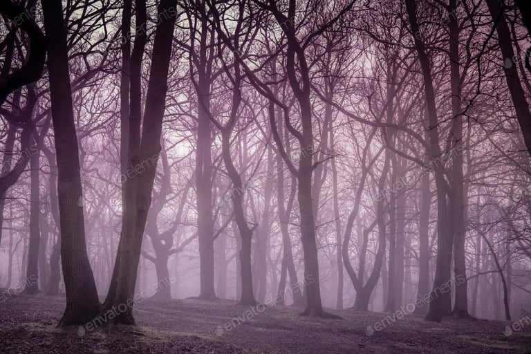 Misty forest in autumn