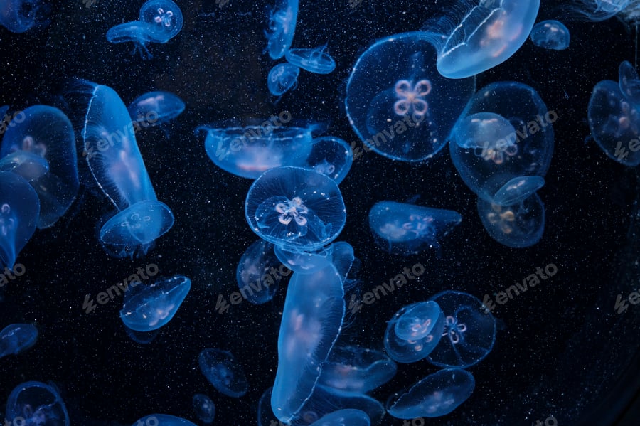 Cover for Graceful translucent jellyfish drifting in deep blue aquarium.
