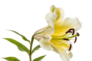 Flower of yellow oriental lily, isolated on white background