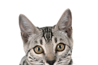 bengal cat in studio