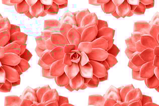 Pattern of succulent plant in living coral colour isolated on white