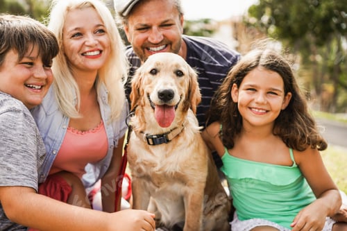 жена секс с собакой фотках Семейная Собака Стоковые фотографии, картинки, все без лицензионных отчислений - Envato