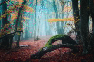 Dreamy autumn forest in fog. Mystical foggy trees in fall