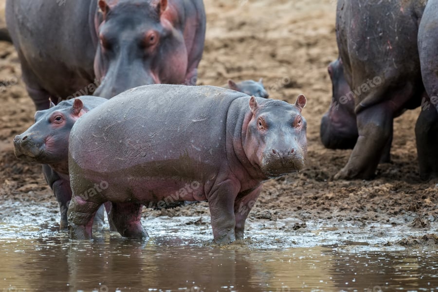 Cover for Hippo (Hippopotamus amphibius) in the river