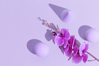Abstract geometry and flowers minimal background. Pastel purple trendy colours. Still life concept