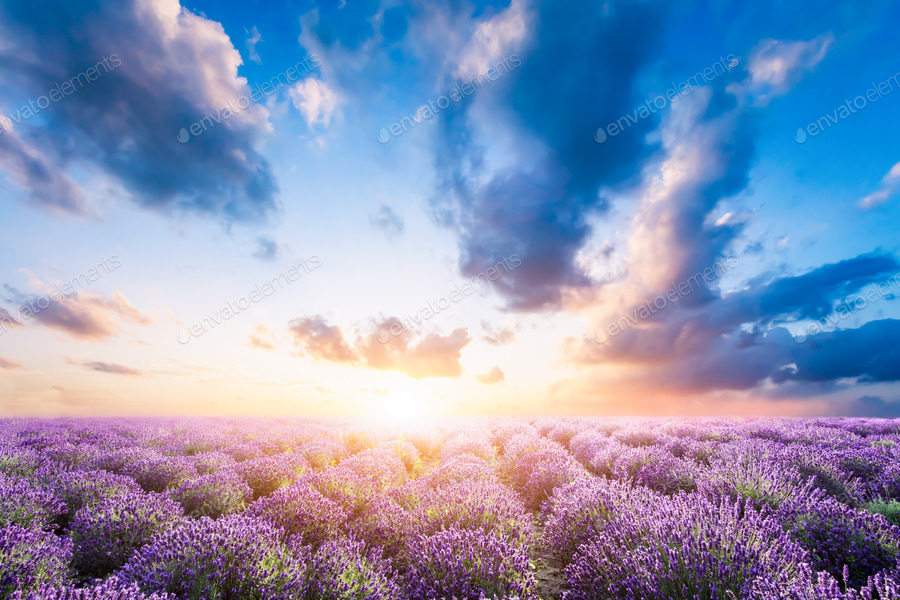 Cover for Lavender flower field at sunset
