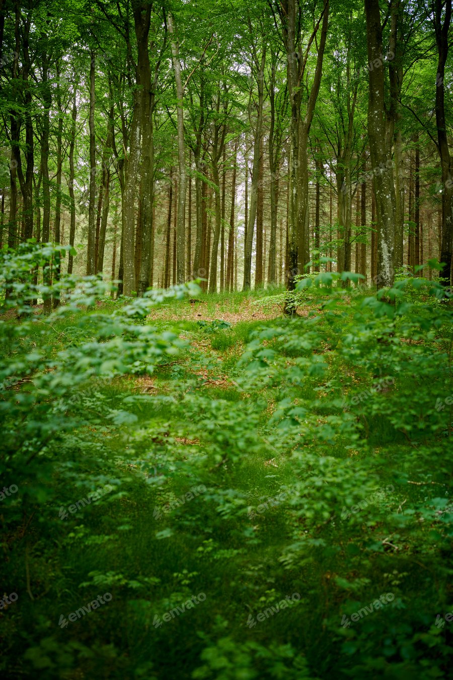 Cover for Hardwood forest tree