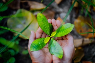 Female hands holding spring sprout seed tree on blurred background. Environment concept