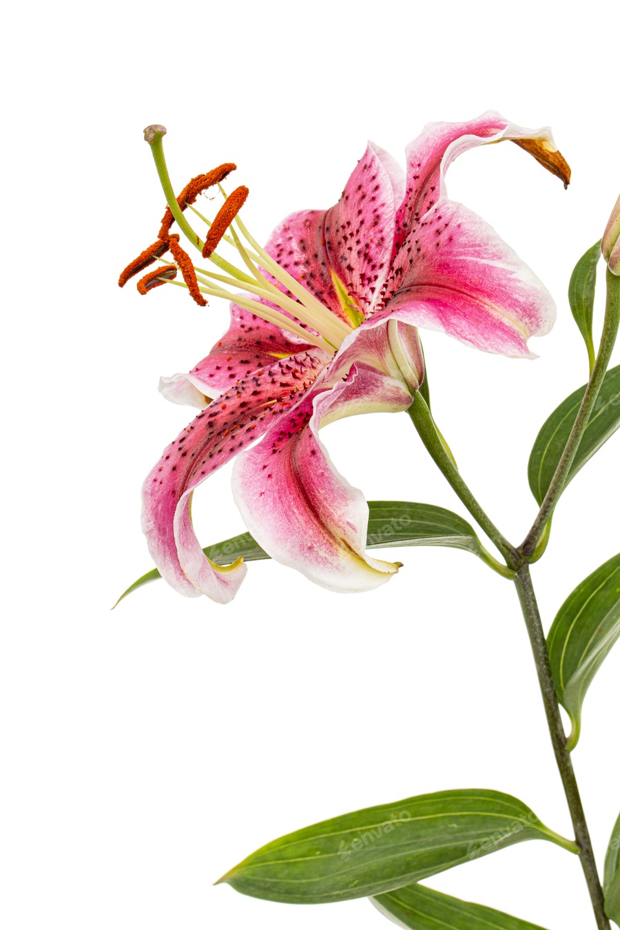 Cover for Big crimson flower of oriental lily, isolated on white background