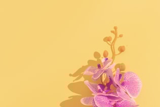 Orchid flowers aestchetic. Minimal still life design trend