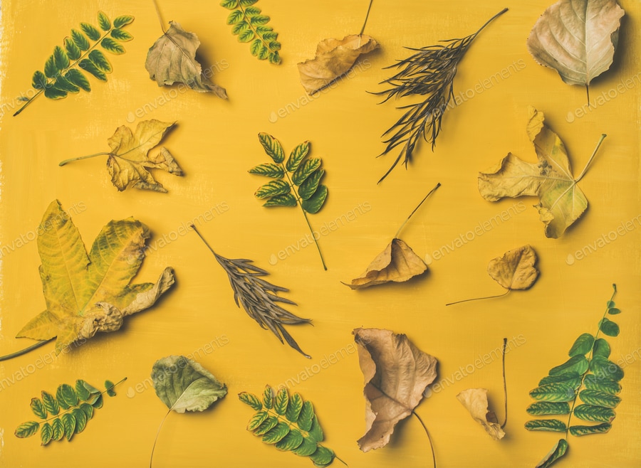 Autumn or Fall pattern, background and texture over yellow background